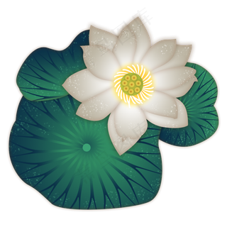 荷花白荷清新荷叶