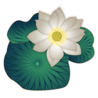 荷花白荷清新荷叶