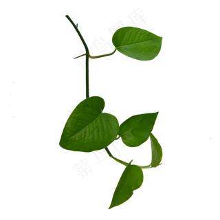 绿萝叶子实物,免抠元素