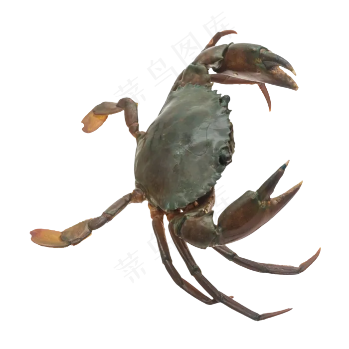 海洋生物活螃蟹花蟹(2048X2048(DPI:132))