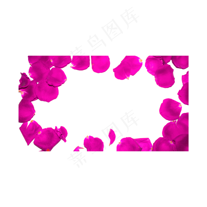 粉色玫瑰花瓣实物拍摄免抠(2000X2000(DPI:300))psd模版下载