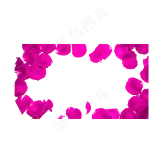 粉色玫瑰花瓣实物拍摄免抠