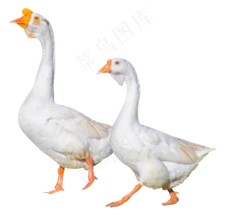 白鹅动物,免抠元素