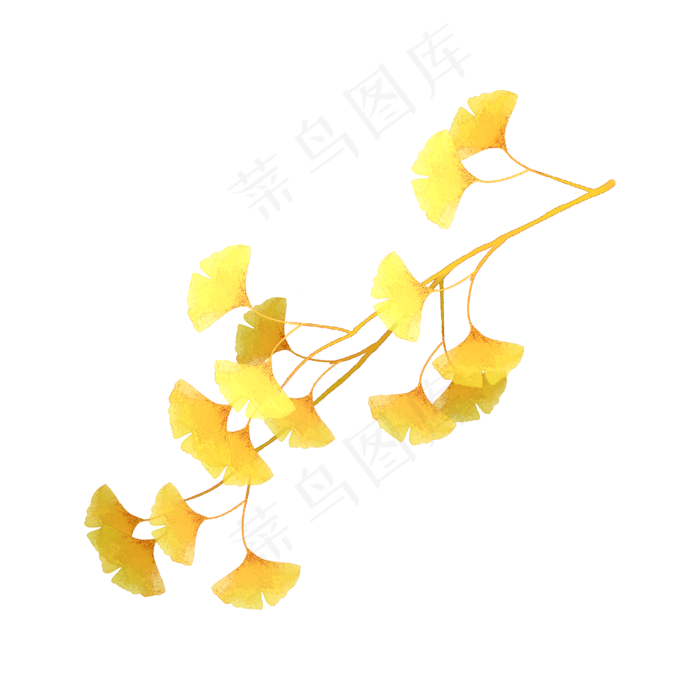 银杏树秋天枝叶(2000X2000(DPI:300))psd模版下载