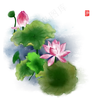 古风荷花荷叶莲蓬