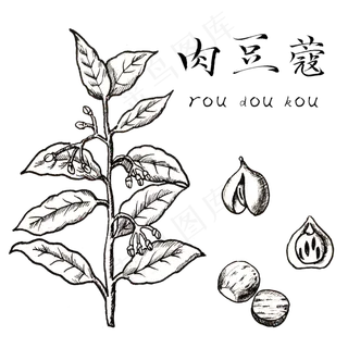 手绘黑白中药肉豆蔻装饰画,免抠元素