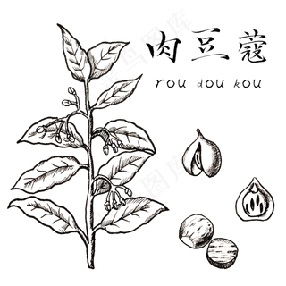 手绘黑白中药肉豆蔻装饰画,免抠元素