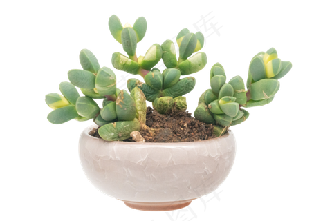 绿色多肉盆栽,免抠元素