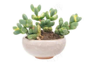 绿色多肉盆栽,免抠元素