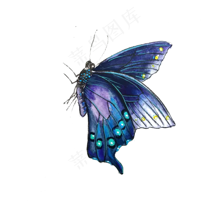蝴蝶蓝色紫色透明翅膀PNG昆虫,免抠元素(3000X3000(DPI:300))psd模版下载