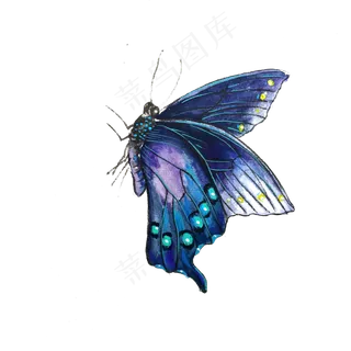 蝴蝶蓝色紫色透明翅膀PNG昆虫,免抠元素