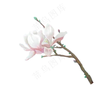 手绘春天春季花卉粉红玉兰花