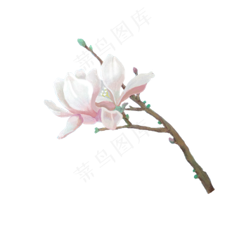 手绘春天春季花卉粉红玉兰花