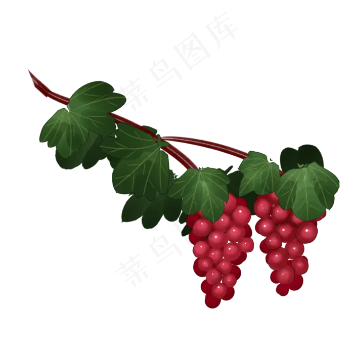 葡萄手绘植物果实丰收(2000X2000(DPI:300))psd模版下载