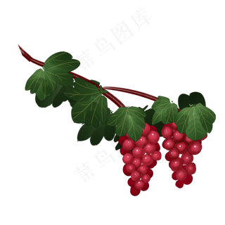 葡萄手绘植物果实丰收