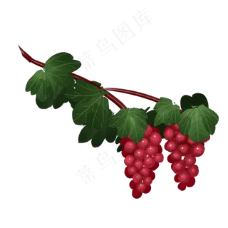 葡萄手绘植物果实丰收
