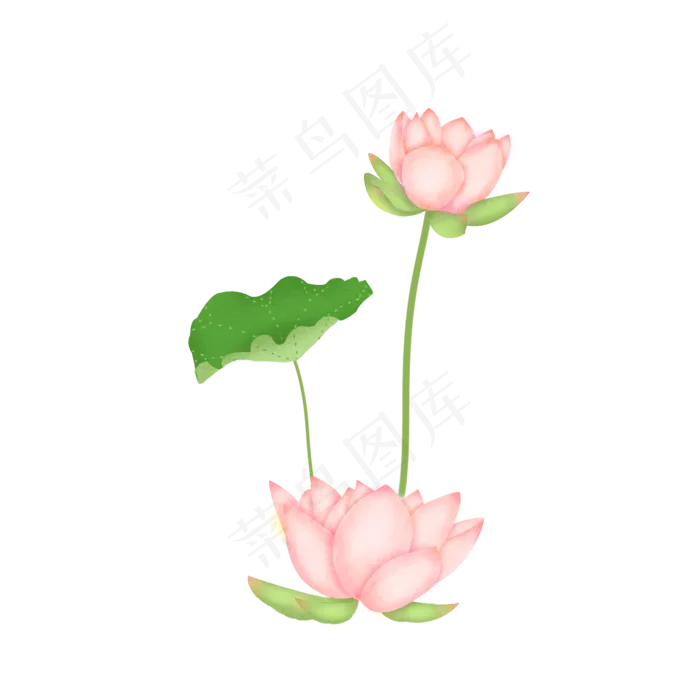 荷花荷叶莲花(2000X2000(DPI:300))psd模版下载
