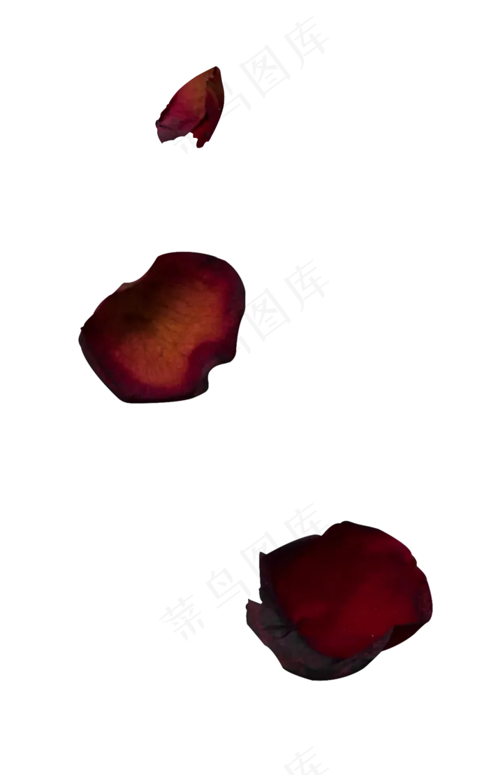 一些玫瑰花瓣红玫瑰(1296X2052(DPI:240))psd模版下载