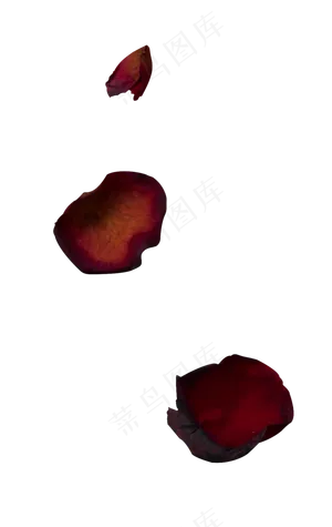 一些玫瑰花瓣红玫瑰