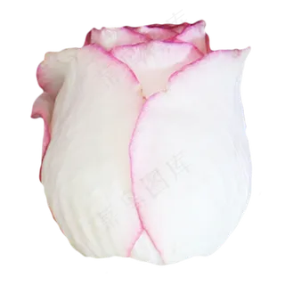 红边白玫瑰月季