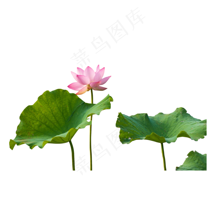 粉色荷花荷叶