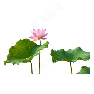 粉色荷花荷叶