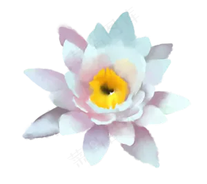 荷花图案
