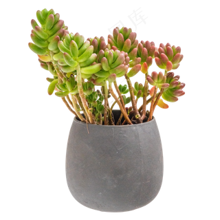 绿色植物盆栽多肉,免抠元素