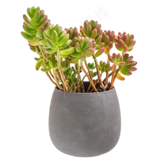 绿色植物盆栽多肉,免抠元素