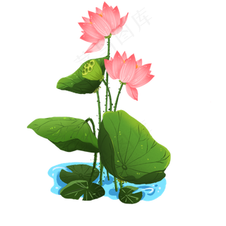 池塘的荷花和莲蓬免抠元素