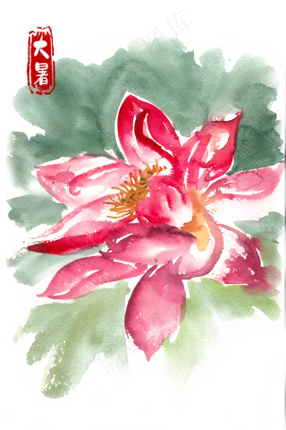 大暑盛开的荷花