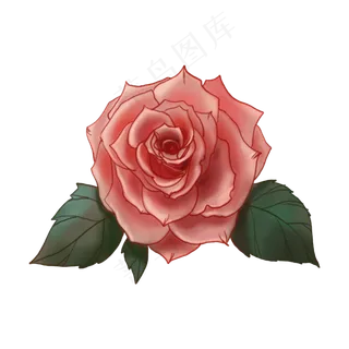 粉色玫瑰花朵