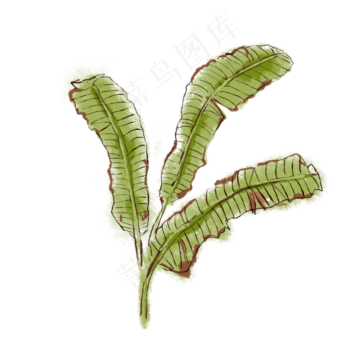 芭蕉叶子植物科属绿植