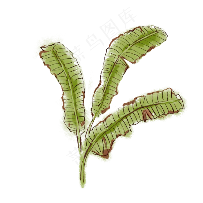 芭蕉叶子植物科属绿植(2362X2362(DPI:300))psd模版下载