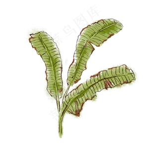 芭蕉叶子植物科属绿植