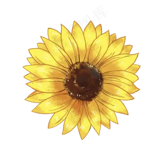 金葵花向日葵黄色花朵鲜花向阳花