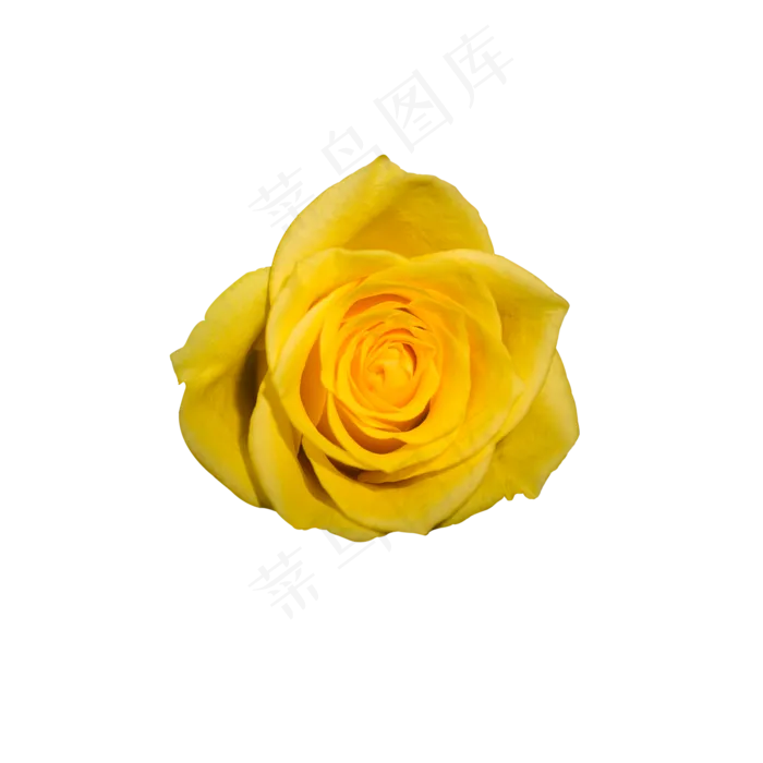 黄色玫瑰鲜花(2000X2000(DPI:300))