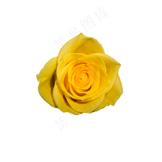 黄色玫瑰鲜花