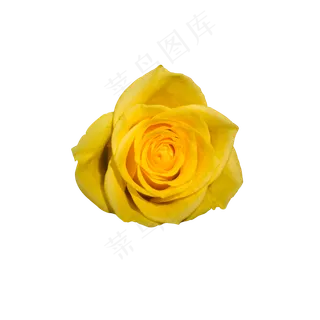 黄色玫瑰鲜花
