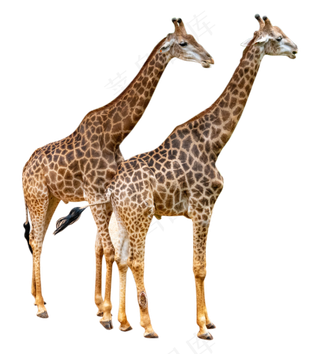 动物长颈鹿,免抠元素