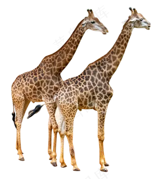 动物长颈鹿,免抠元素