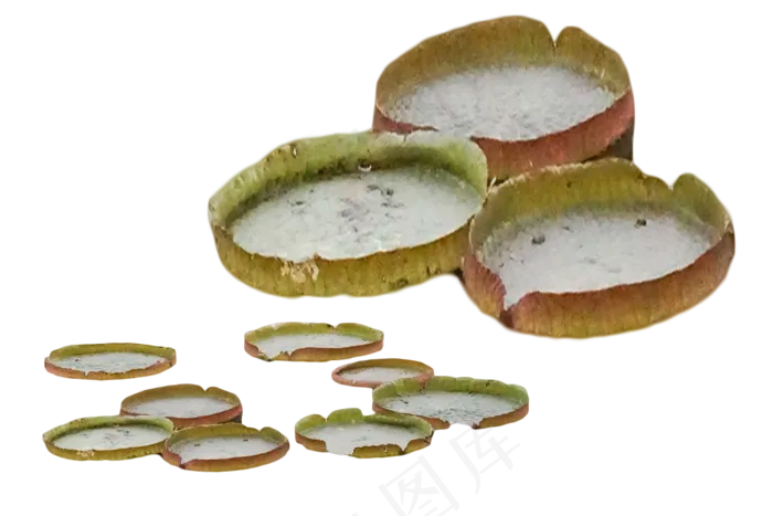 大型睡莲种植技术(2000X1333(DPI:350))psd模版下载