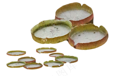 大型睡莲种植技术