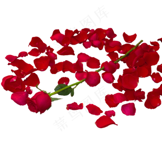 满地红色玫瑰鲜花