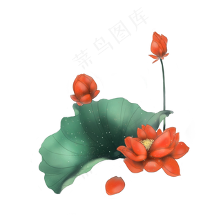 中国风红色荷花绿色荷叶