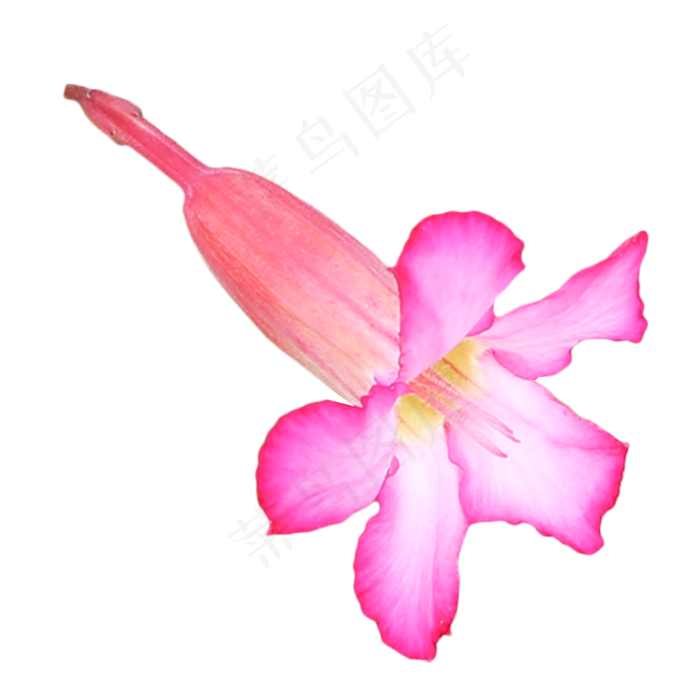 沙漠玫瑰植物(2000X2000(DPI:300))psd模版下载