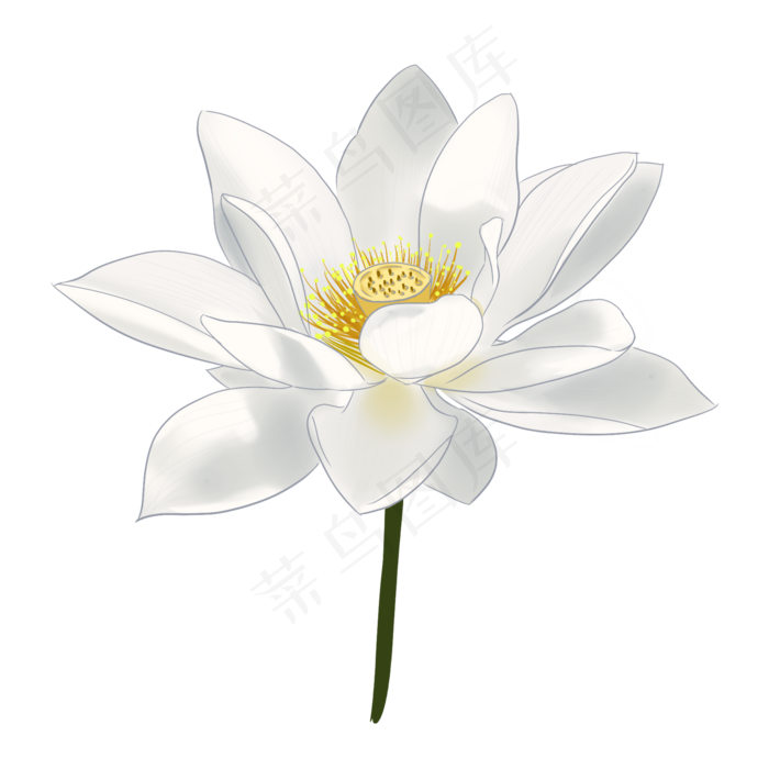 白色荷花植物插图