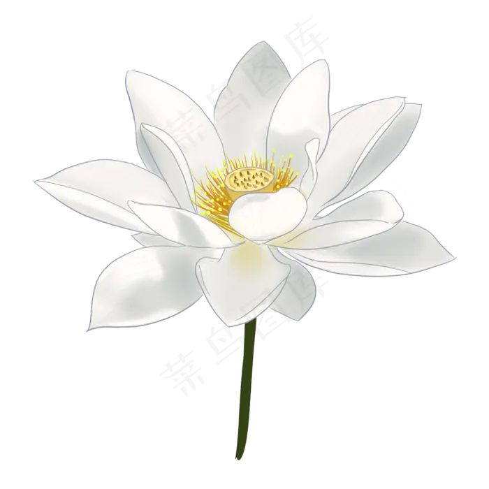 白色荷花植物插图(2000X2000(DPI:300))psd模版下载