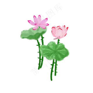 免扣荷花荷叶PNG
