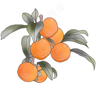 夏天植物水果橙子